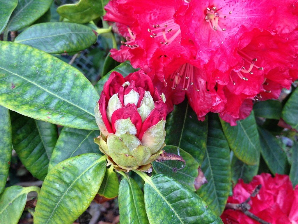 Rhododendron John Mclaren Bud San Francisco Botanical Ga Flickr