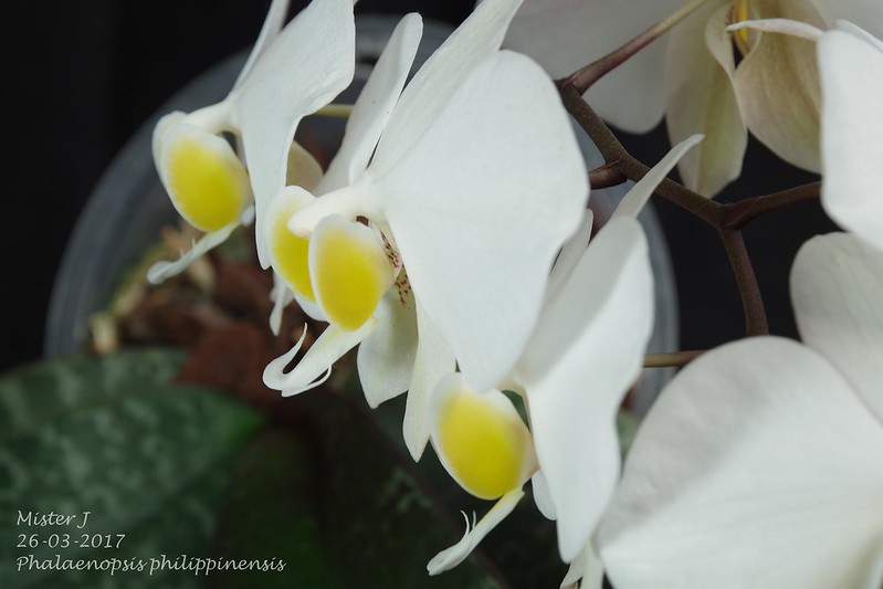 Phalaenopsis philippinensis 32813105074_e31ca7216a_c