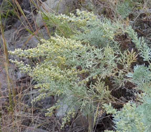 Artemisia thuscula 32892495065_5a2a311c2c_o