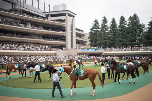 Horse Racing at Tokyo