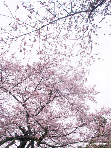 Cherry blossoms 20170407 #05