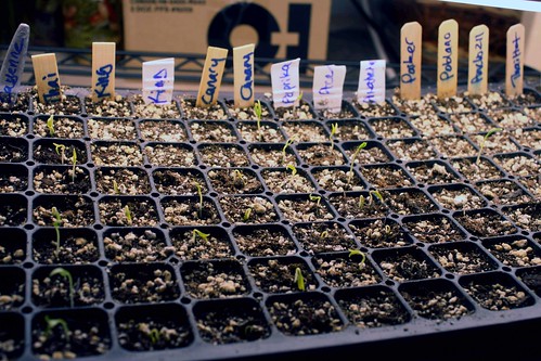 pepper seedlings IMG_6773