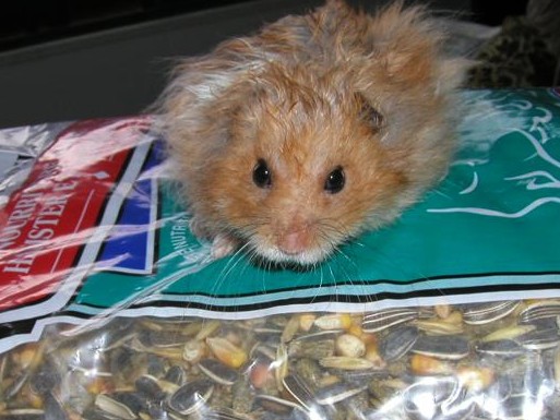 Photo: H3 on a bag of hamster food - August 22, 2004