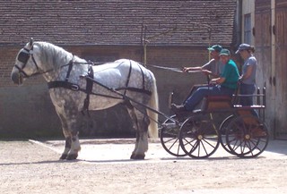 A Horse History Theme Park could offer Carriage Rides