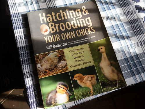 Hatching & Brooding your own chicks