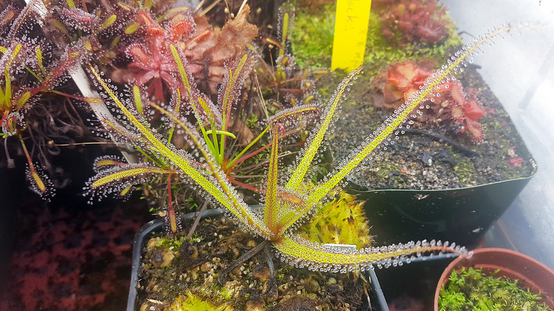 Drosera regia.