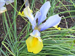 Blue and yellow iris