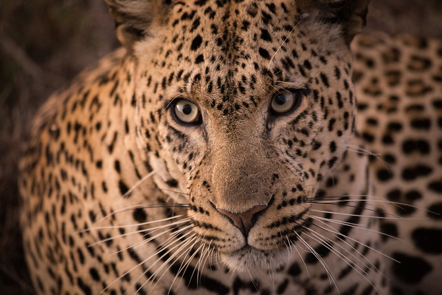 Leopards of the Serengeti