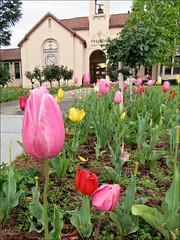Tulips at Fremont HS