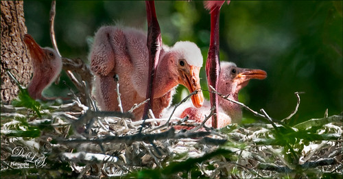 Image of baby Roseate Spoonbill chicks at the St. Augustine Alligator Farm Rookery