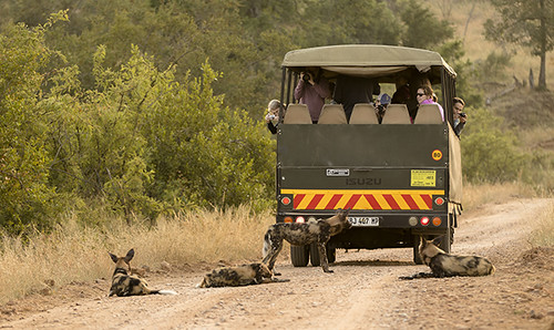 Kruger-Addiction: Cuarta visita por libre al Parque Nacional Kruger (Sudáfrica) - Blogs de Sudáfrica - Etapa 2:PREPARATIVOS detallados para visitar Parque Nacional Kruger (Sudáfrica) (16)