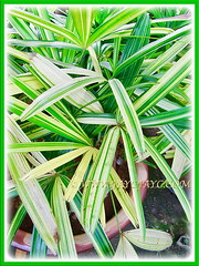 Potted Rhapis excelsa cv. Variegata (Variegated Lady Palm, Variegated Bamboo Palm, Variegated Broadleaf Lady Palm) with gorgeous variegated foliage, 20 May 2013