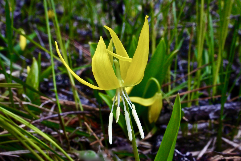 Glacier lily, Avalanche Lily