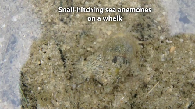 Snail-hitching sea anemones on Mud whelk (Nassarius jacksonianus)