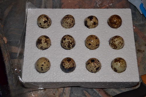 quail eggs for hatching Mar 17 (1)
