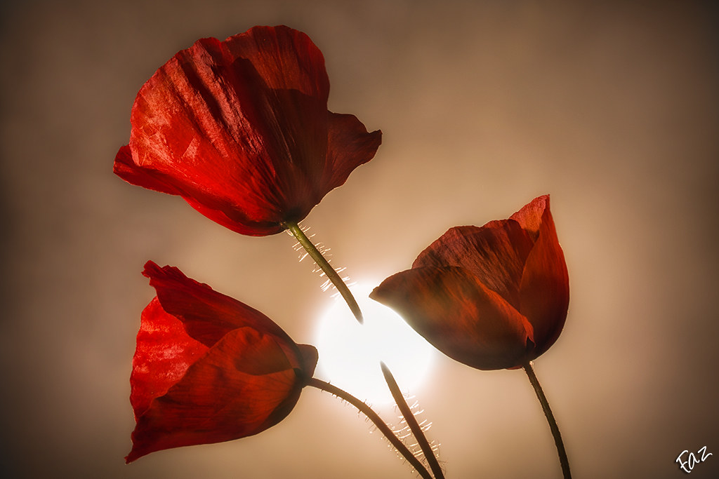 Le coquelicot coupé 33907037061_a428361b29_b