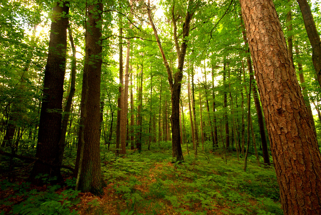 Pine Forest | Fish Lake Pines Wisconsin State Natural Area #… | Flickr