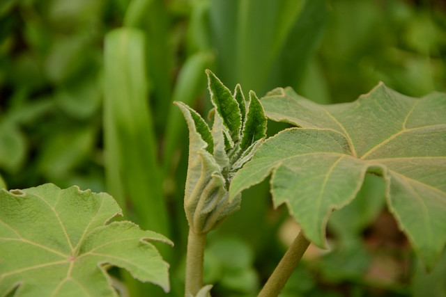 Tetrapanax papyrifera - Page 9 33662761905_b6d9dd3061_z