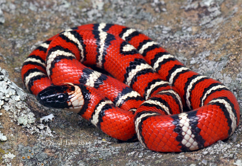 California Mountain Kingsnake Alchetron The Free Social Encyclopedia   13983727692 8dbd4c675c B 