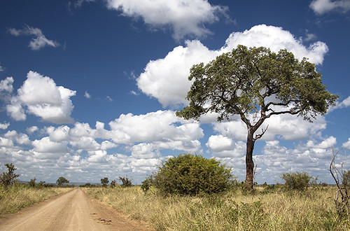 Kruger-Addiction: Cuarta visita por libre al Parque Nacional Kruger (Sudáfrica) - Blogs de Sudáfrica - Etapa 3: Nuestras experiencias en Skukuza camp (Kruger National Park) (1)
