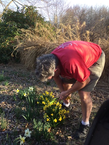 picking daffodil bouquets