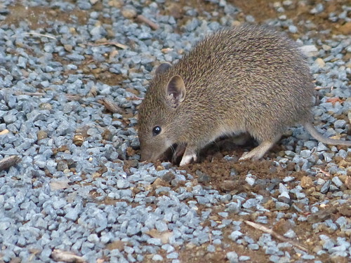 A bandicoot rooting around in the ground. 