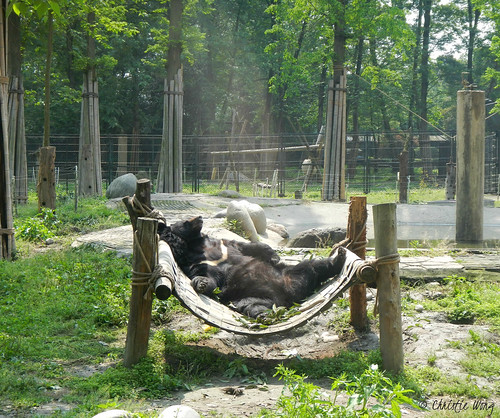 A bear relaxes on the hammock