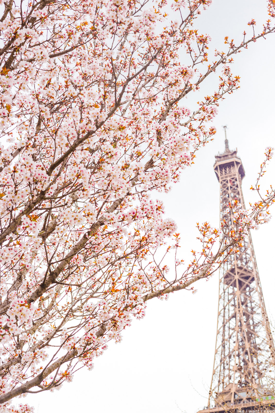 Blossoms & Eiffel