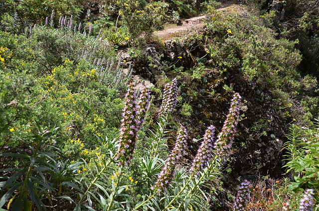 Tajinaste in bloom, Orotava Valley, Tenerife
