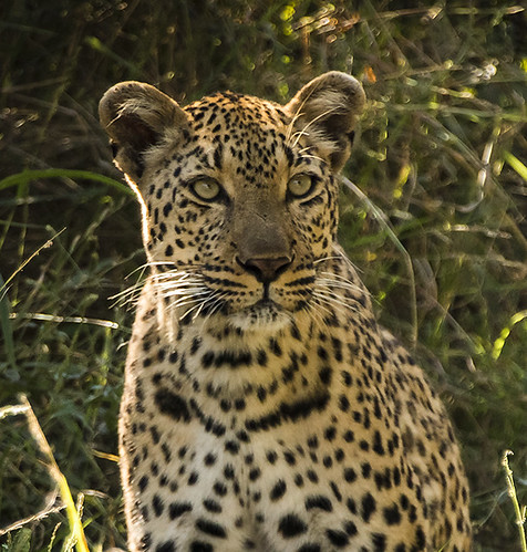 Etapa 7: Precios orientativos, conclusiones, infundios varios - Kruger-Addiction: Cuarta visita por libre al Parque Nacional Kruger (Sudáfrica) (3)