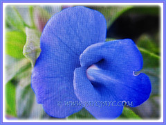 Gorgeous blue flower of Otacanthus caeruleus (Brazilian Snapdragon, Amazon Blue), 5 April 2017