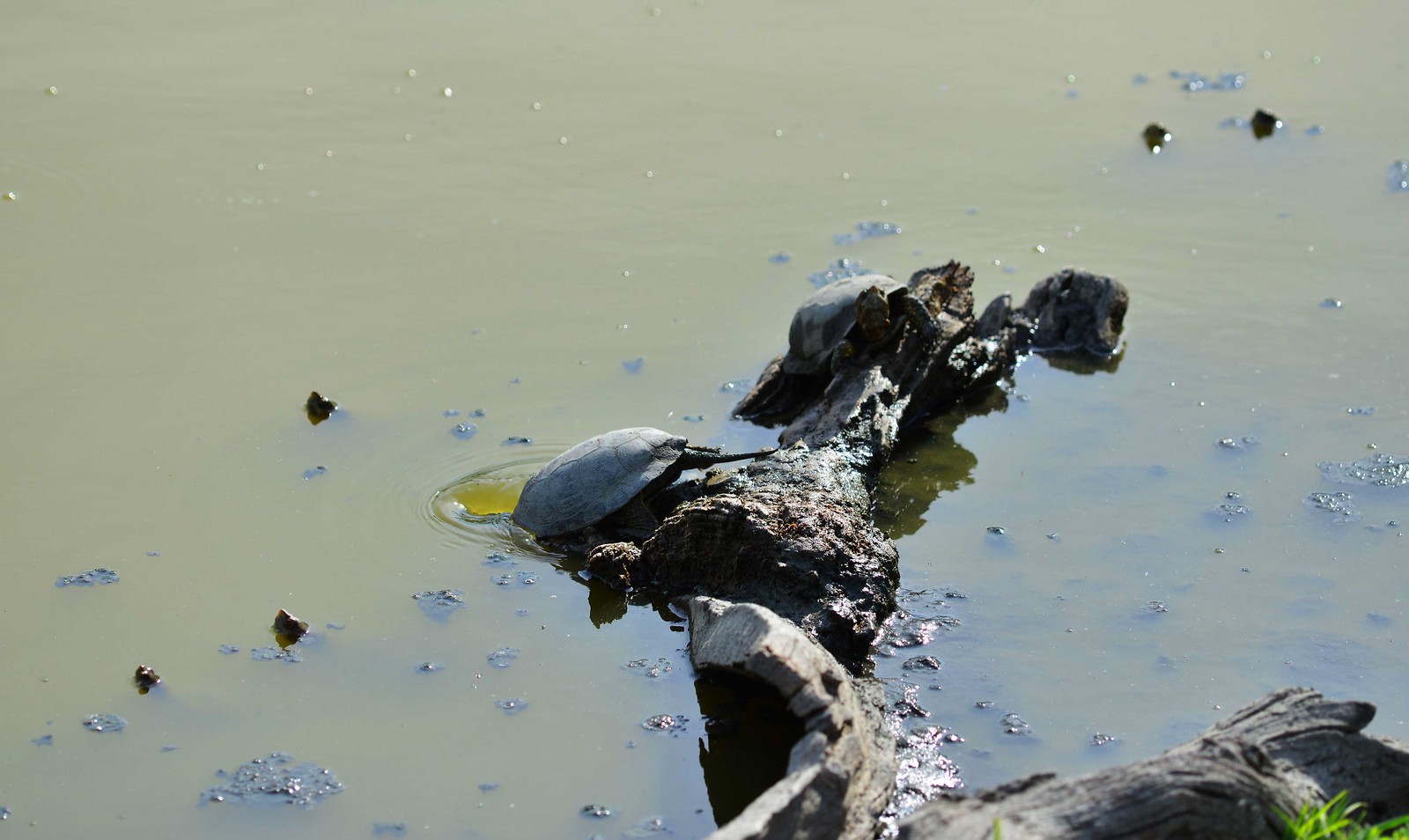 DSC_1116-Western Pond Turtle | by orientalizing