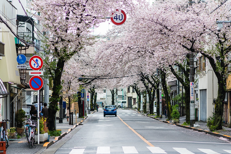 北千住「大踏切通り」の桜並木
