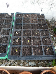 Garlic cloves sprouting