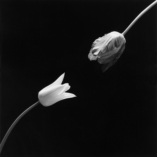 Tulip, 1984 Gelatin Silver Print © Robert Mapplethorpe Foundation. Used by permission.