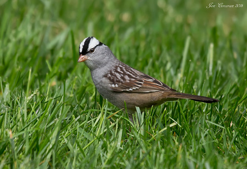 Eastern White-crowned Sparrow