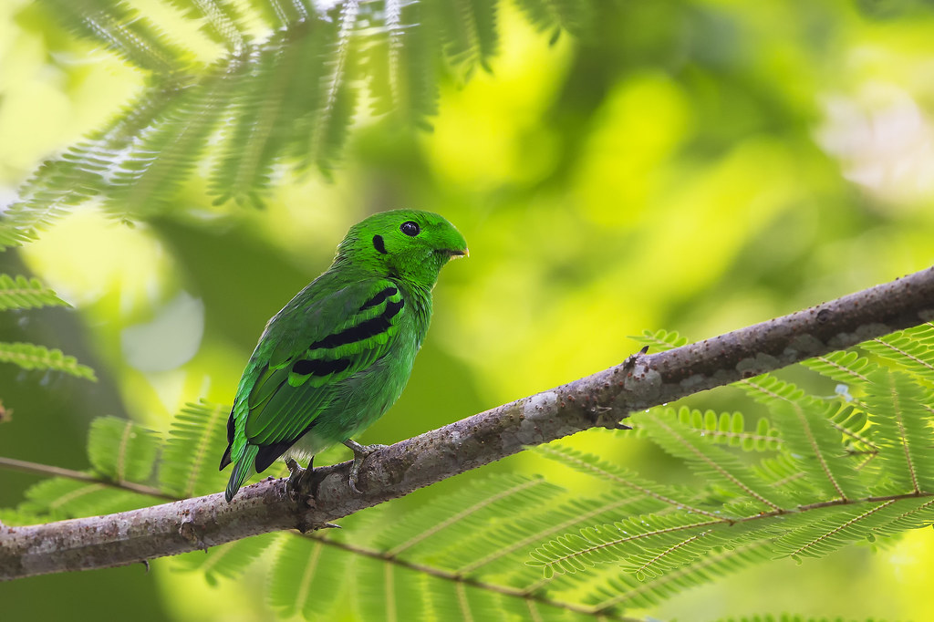 Зеленый цвет национальный. Малый зелёный рогоклюв. Рогоклюв или зелёная калиптомена. Зелёный рогоклюв гнездо. Зелёный рогоклюв Африки.