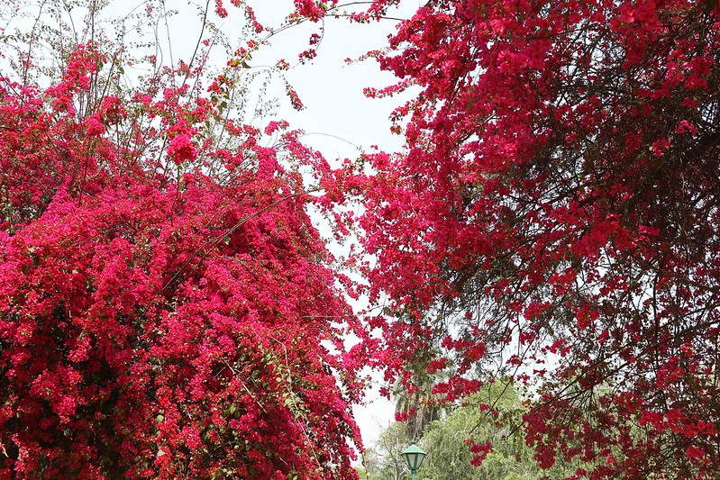 City Season - Spring Bloom of Two Bougainvillea Trees, Lodhi Garden
