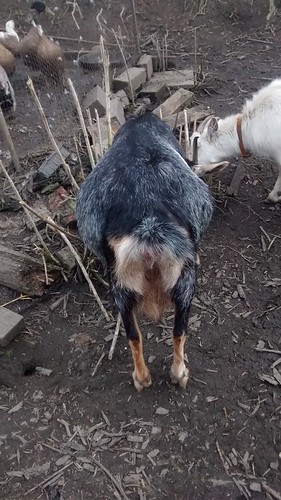 pregnant goat Mar 17 (2)