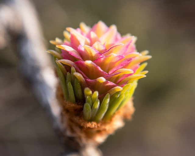 larch flower