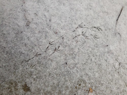 Chickadee tracks in the dusting under the carport.