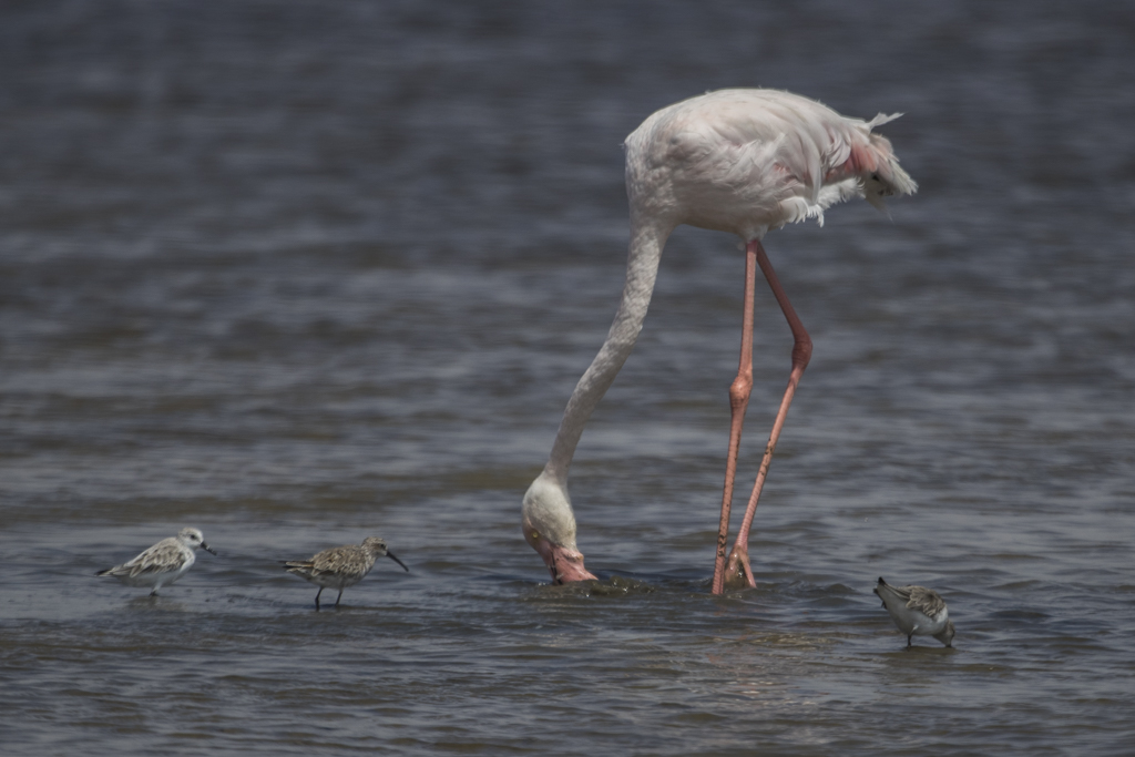 Greater Flamingo Phoenicopterus Roseus