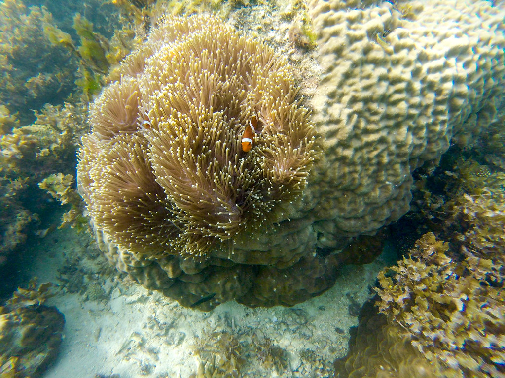 Fantastic Reef