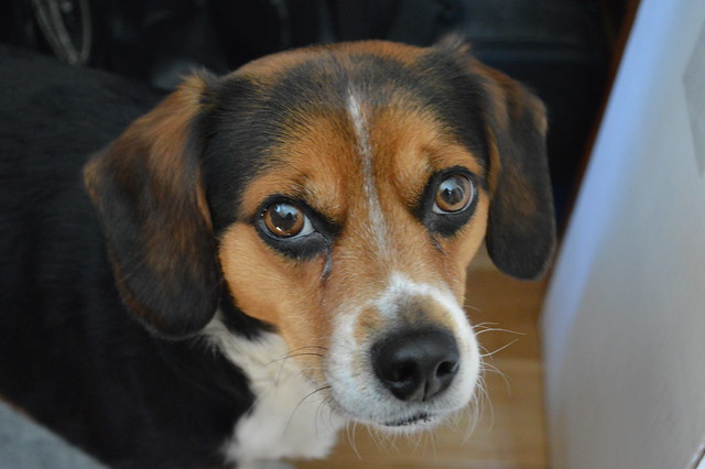Beagle/Australian Shepherd Mix Dogs Flickr