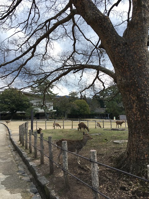 Deer Park in Nara