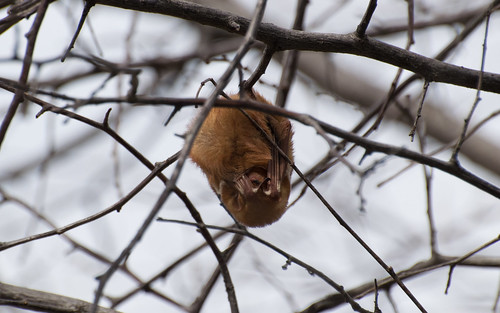 Eastern Red Bat