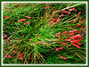 Russelia equisetiformis (Firecracker Plant, Coral Fountain/Plant, Fountain Plant, Coralblow)