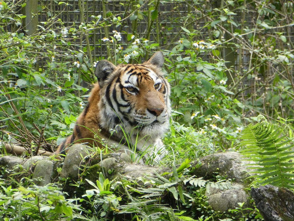 Tiger in Taipei Zoo