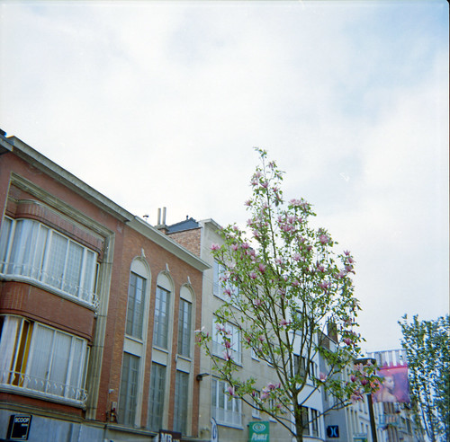 Blossomy tree + street