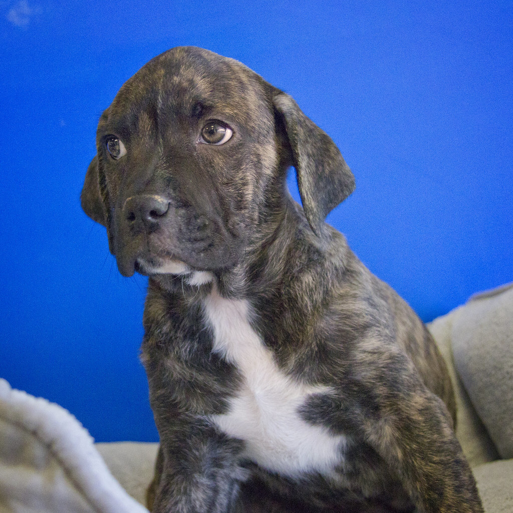Carl the 10 Week Old Dark Brindle Pitbull Boxer Puppy Flickr